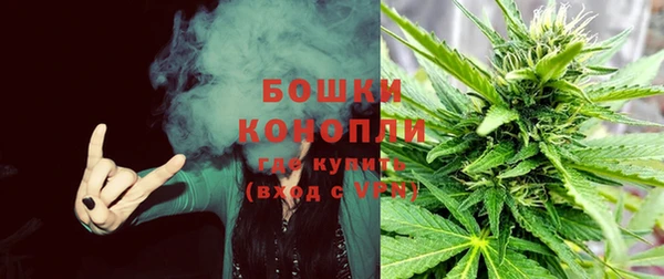 прущие грибы Горно-Алтайск